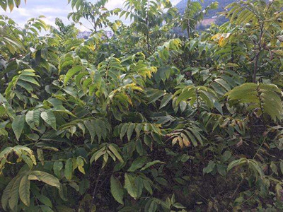 麻核桃树苗栽植时间