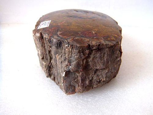 最珍贵的木化石奇石图片